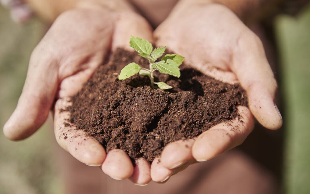 Comercialización de servicios ecosistémicos